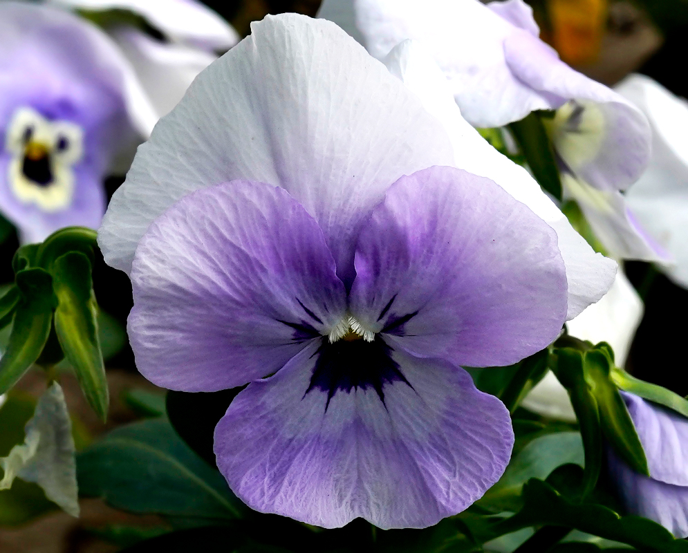 Light purple Viola tricolor flower
