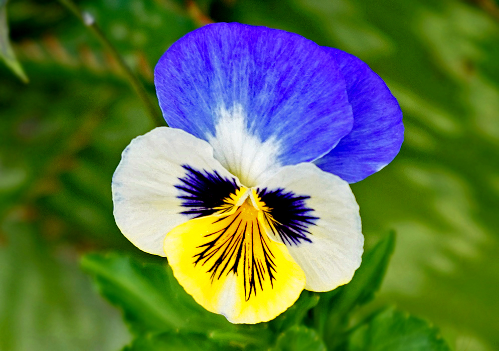 Blue, purple, yellow and white Viola tricolor flower