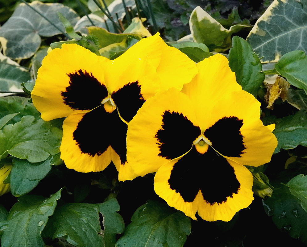 Viola × wittrockiana ‘Matrix Yellow Blotch’ bright yellow pansies with dark central markings