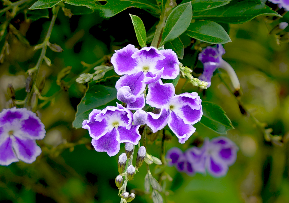 Three Duranta repens purple and white flowers with yellow centers