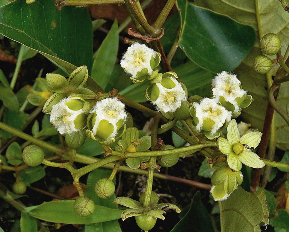 Vismia cayennensis clusters of pale brush-centered flowers and rounded buds among leathery leaves