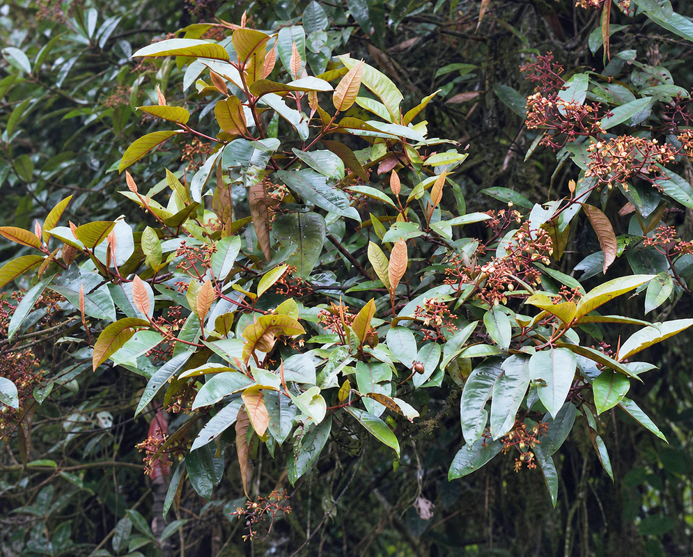 Vismia tomentosa plant habit and foliage