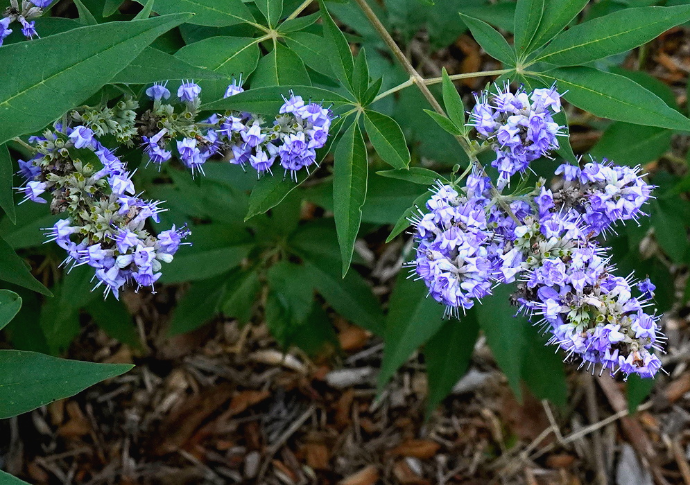 Vitex agnus-castus ‘Shoal Creek’ branching clusters of blue-violet flowers above divided leaves