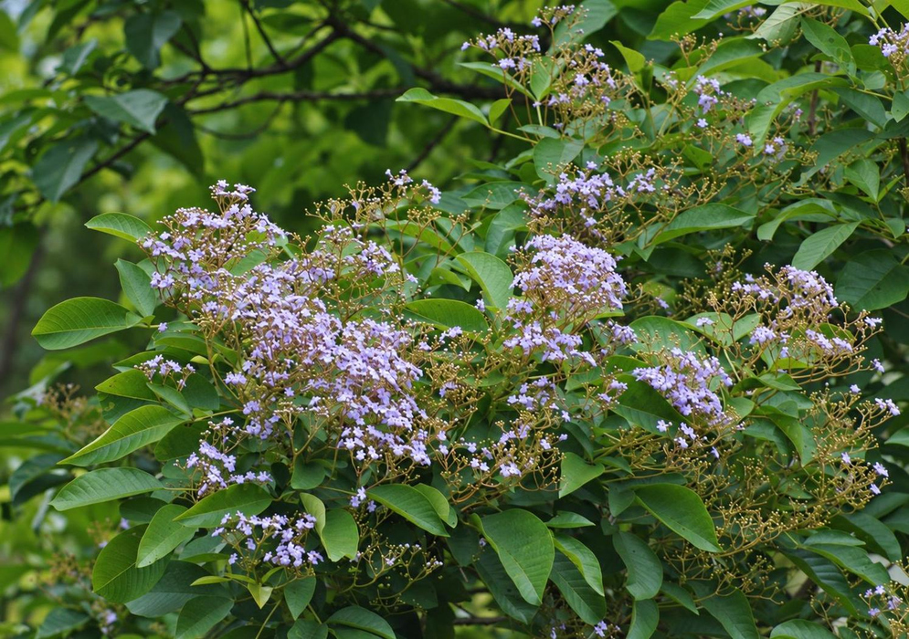 Vitex cooperi Lavender Purple Flowering Tree A Vitex cooperi tree displays numerous pale lavender-purple flower clusters across its leafy crown