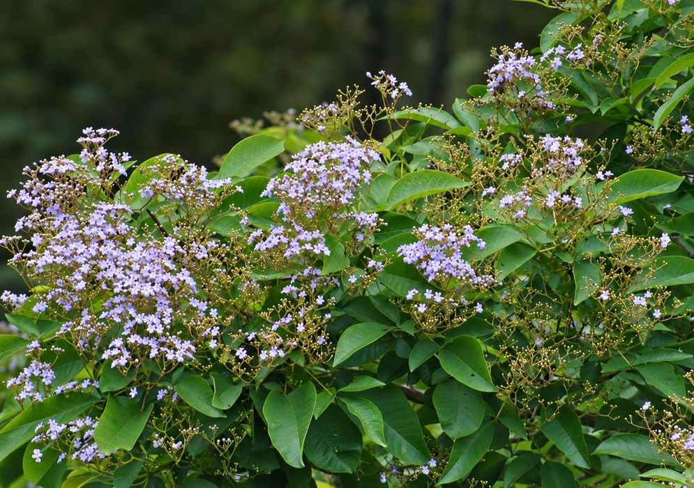 Many small lavender-purple Vitex cooperi flowers form broad branching clusters among green leaves