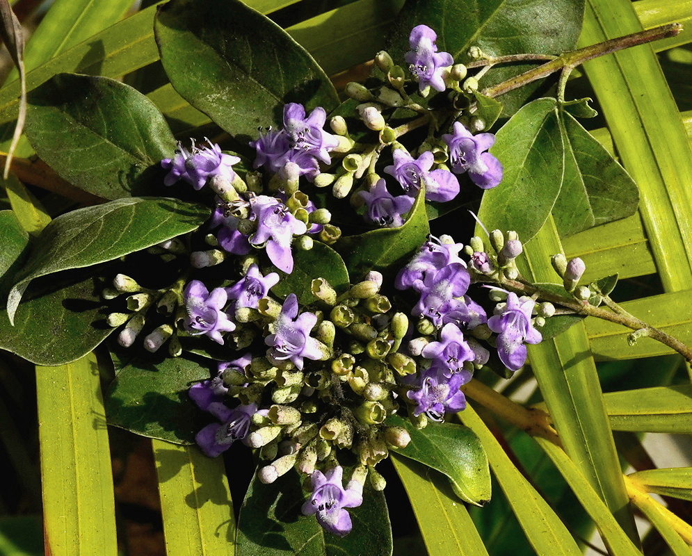 Vitex trifolia cluster of small violet flowers and green buds beside divided leaves