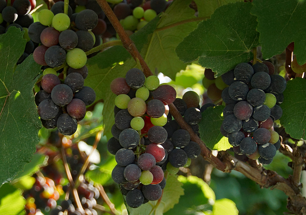 Vitis vinifera fruit clusters