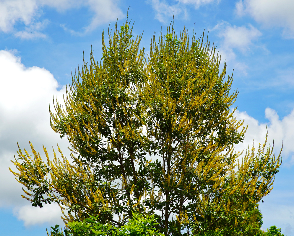 The top of a Vochysia lehmannii tree in full bloom with dense clusters of yellow flowers reaching upwards against a blue sky.