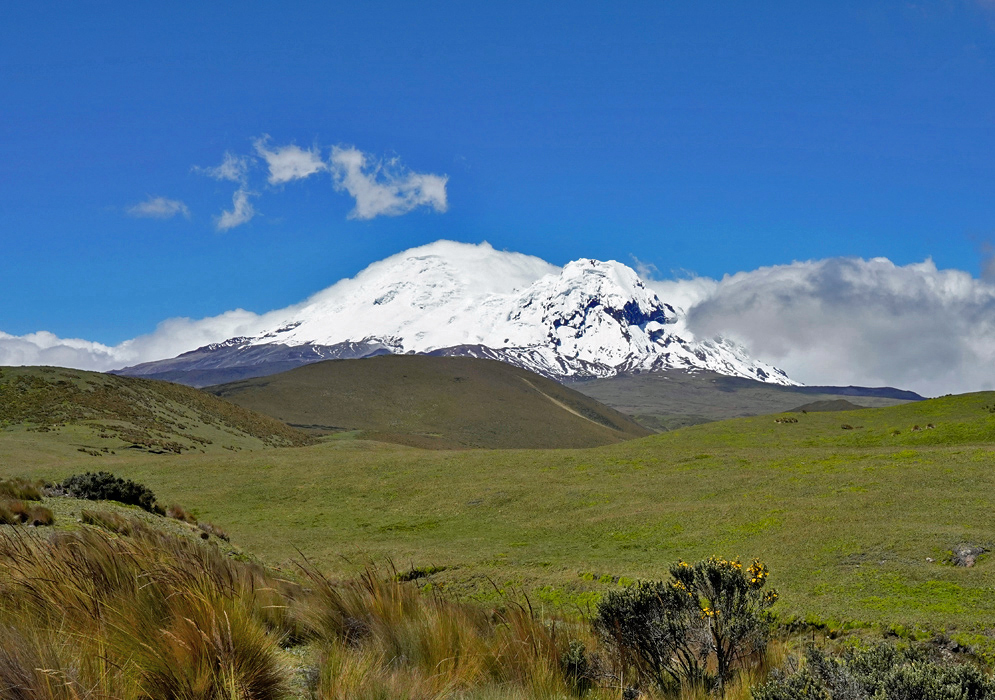 Snow-capped Antisana Volcano rises above the grassy páramo landscape with scattered bushes and a bright blue sky