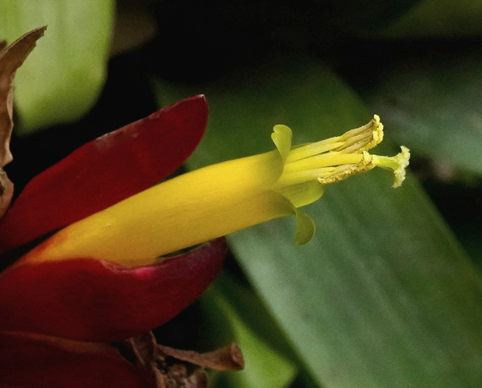 Vriesea carinata narrow yellow tubular flower emerging from overlapping red bracts
