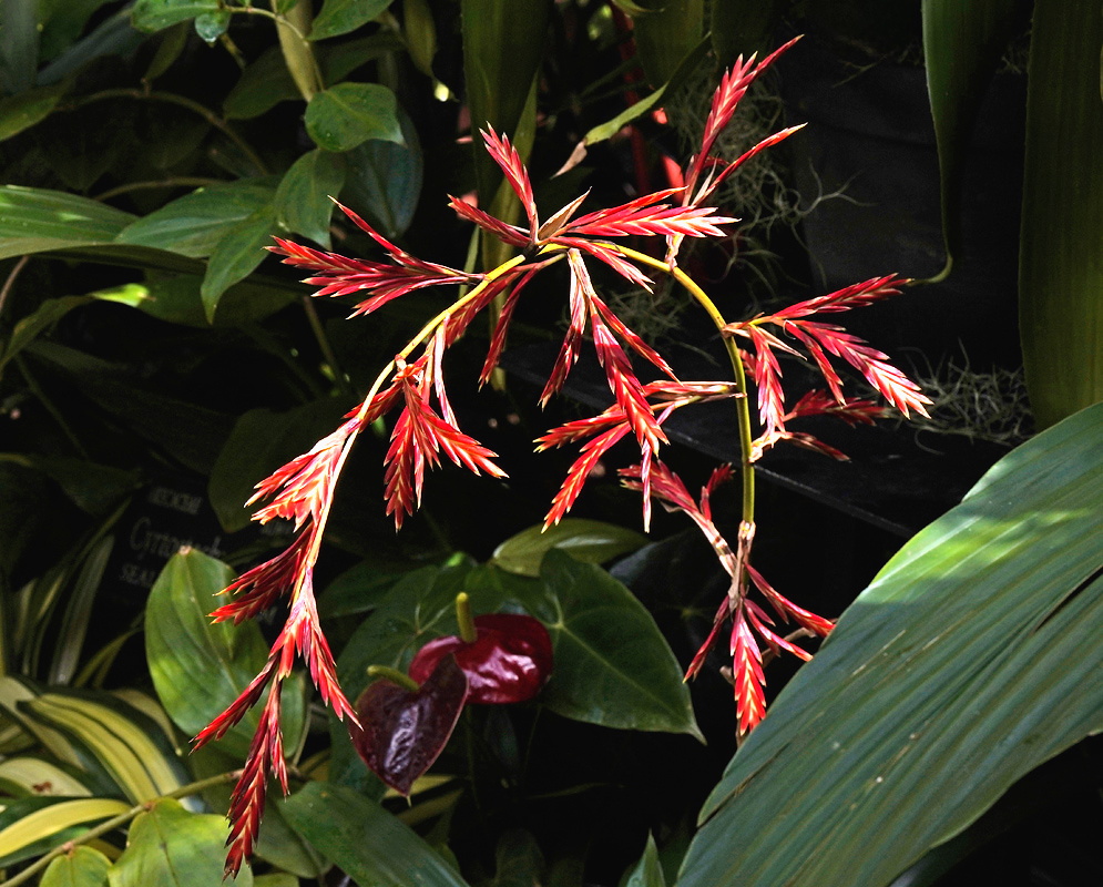 Cipuropsis elata with an open branched inflorescence of narrow red flattened spikes among broad green leaves