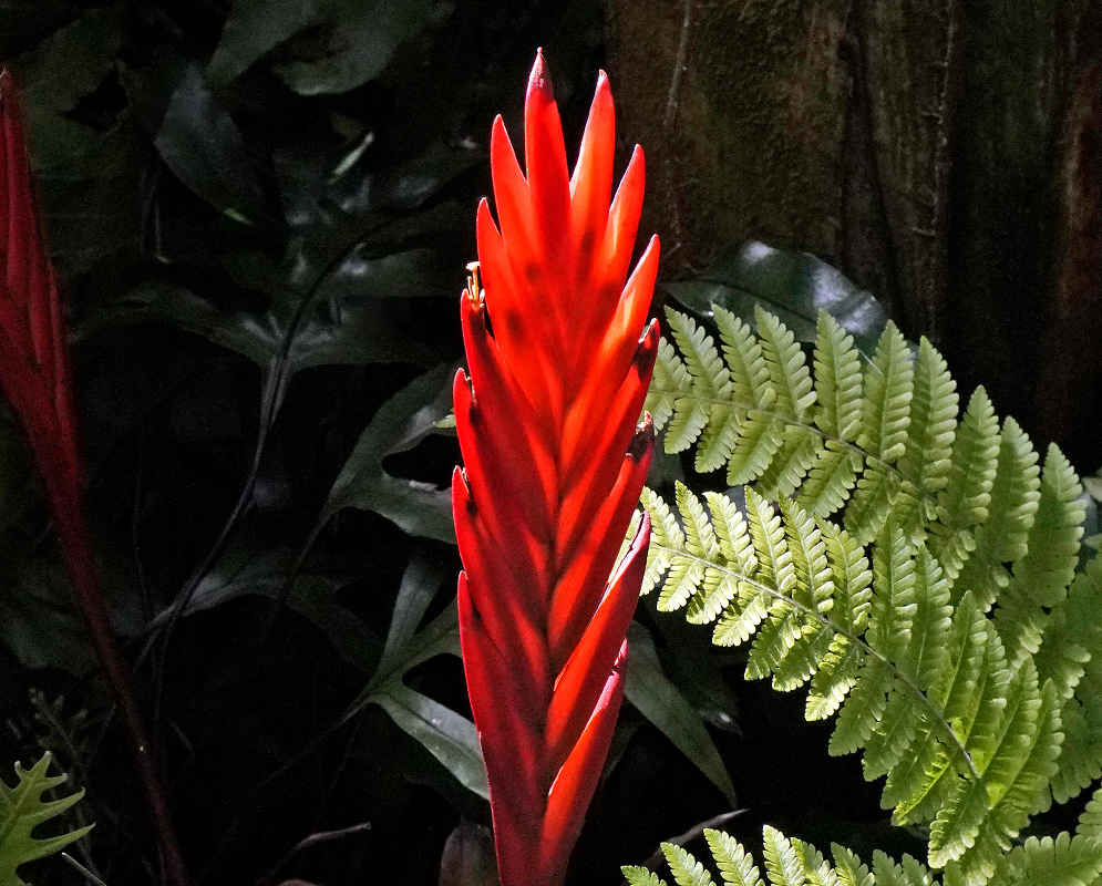 Vriesea taritubensis tall narrow spike of overlapping scarlet bracts among forest foliage