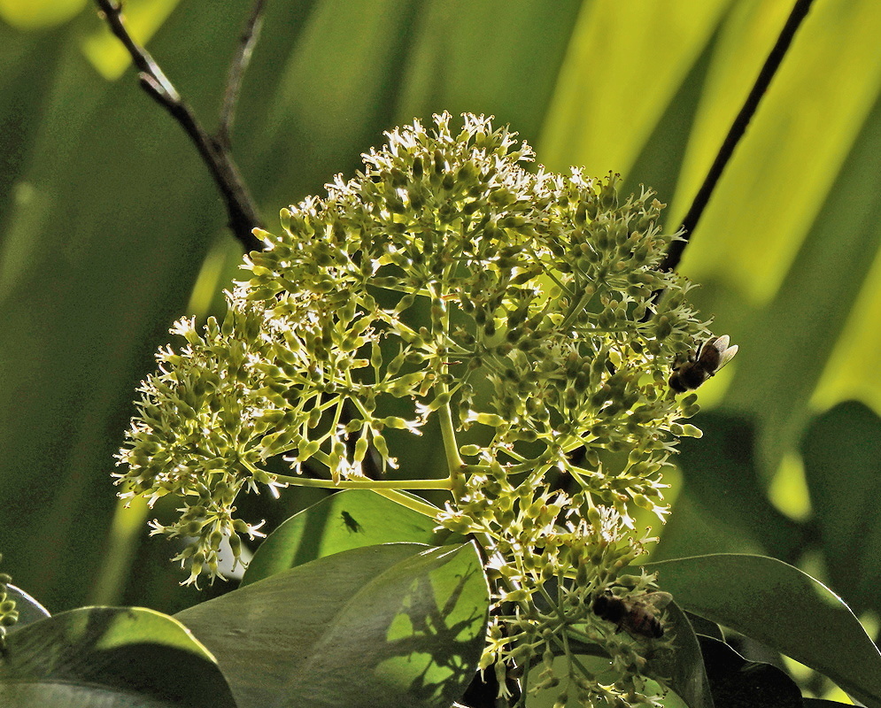 Wallenia laurifolia rounded cluster of many small pale flowers above glossy leaves