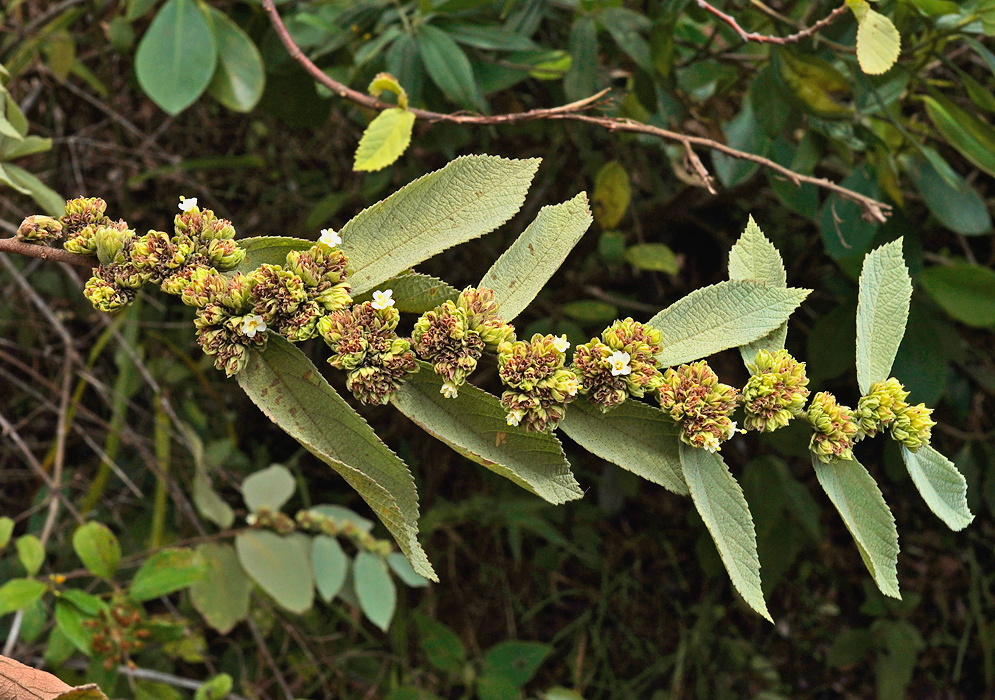 Waltheria glomerata dense yellow flower clusters lining a branch with softly hairy leaves