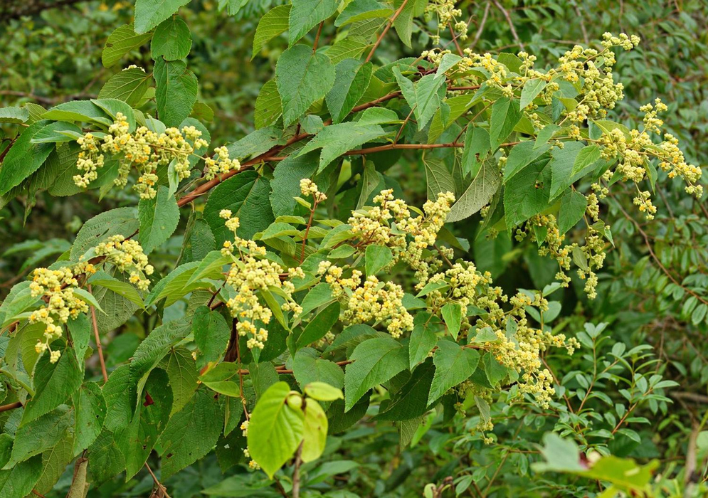 Waltheria indica Pale Yellow Flowers on Branches Waltheria indica has small pale yellow flowers throughout leafy branching stems