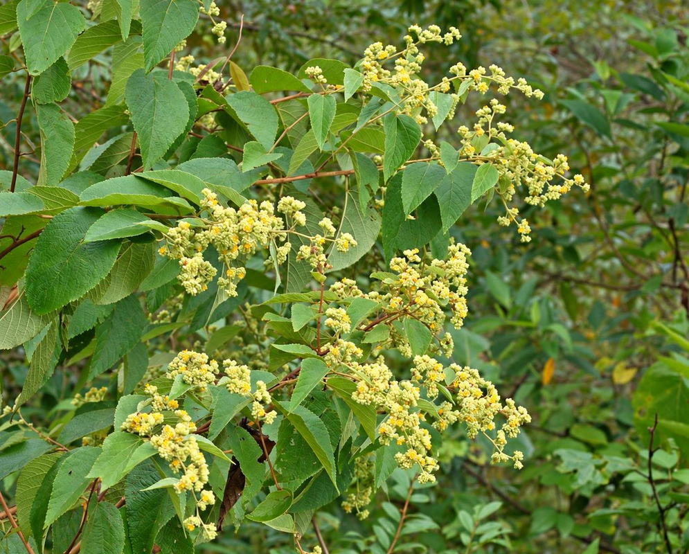 Waltheria indica Leafy Pale Yellow Flowering Shrub Waltheria indica forms a leafy shrub dotted with pale yellow flower clusters