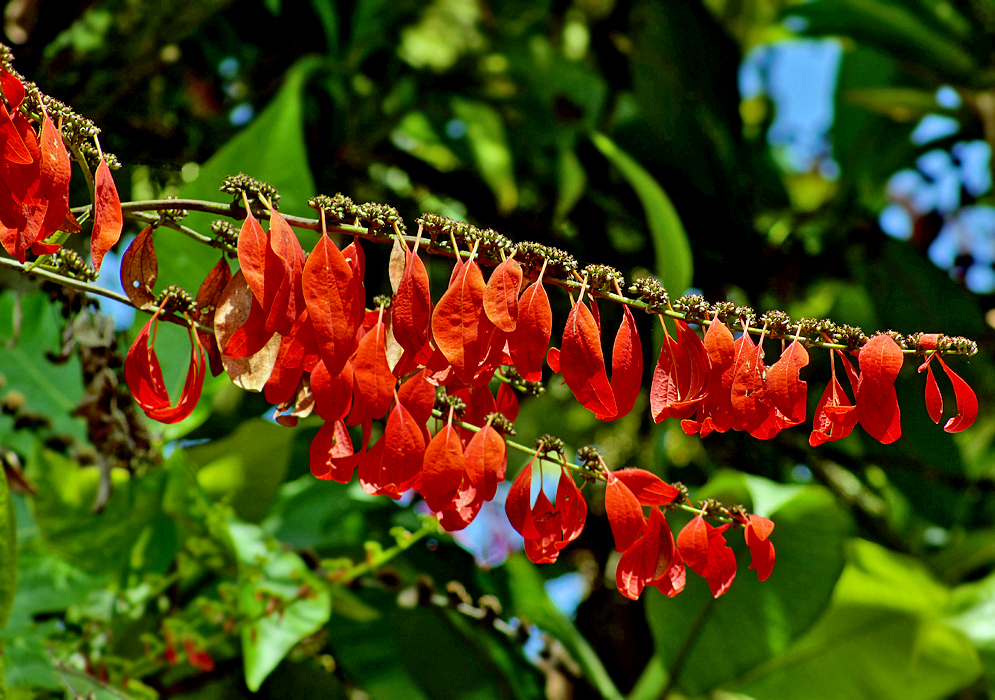 Two Warszewiczia coccinea inflorescences with red bracts and brown clusters of spent flowers in sunlight