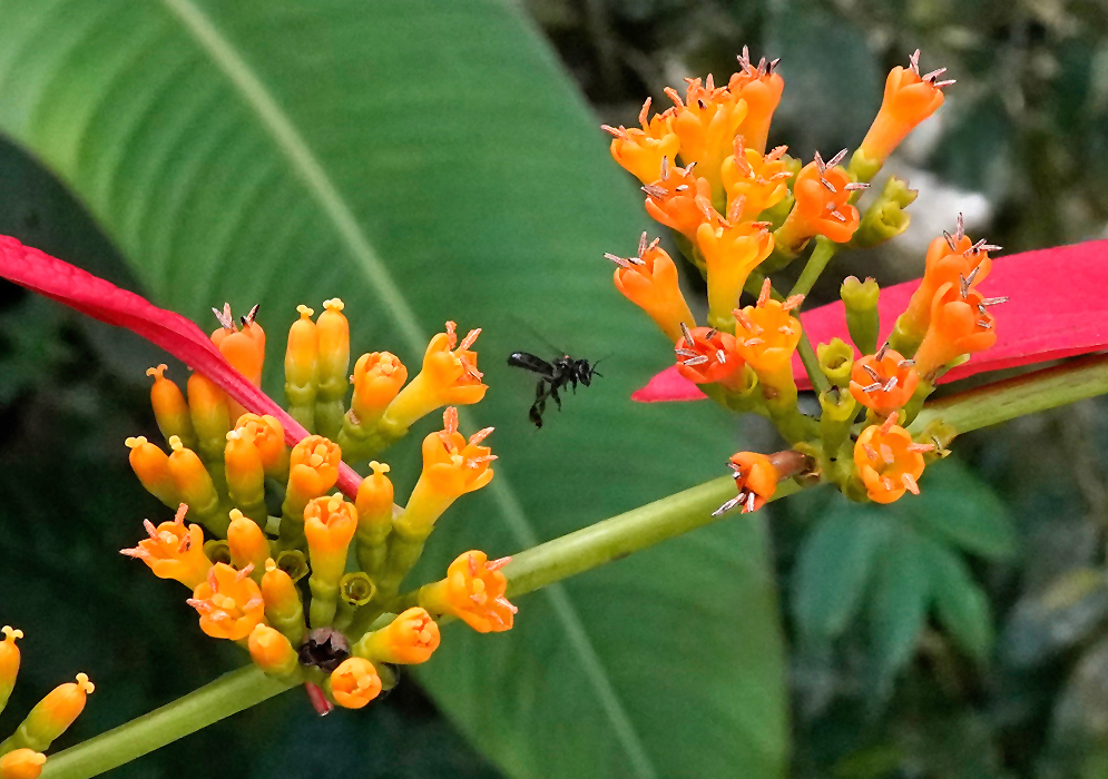 Clusters of small tubular orange flowers of Warszewiczia coccinea with prominent red bracts and a black wasp hovering mid-air between them, set against large green tropical foliage