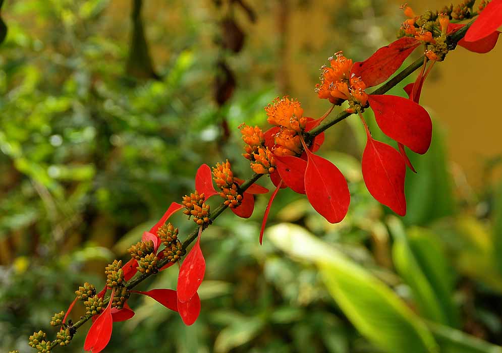 A Warszewiczia coccinea inflorescence with scarlet bracts and yellow-orange flowers