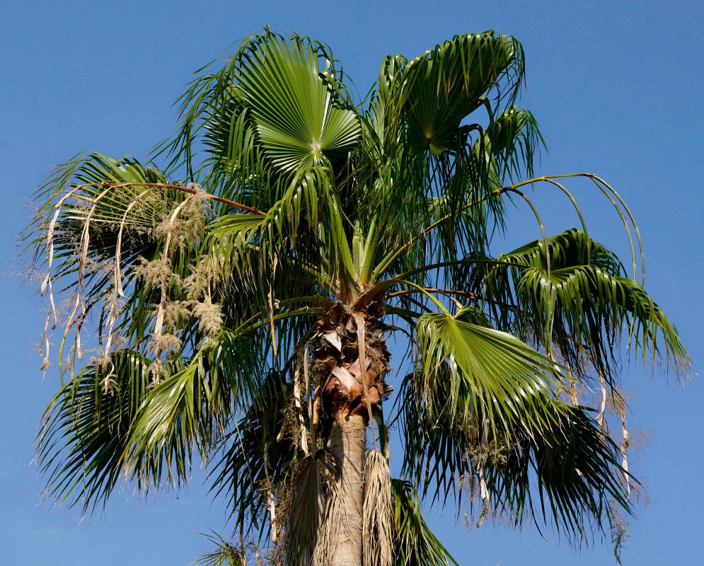 A Mexican fan palm tree with large, fan-shaped green fronds and small clusters of flowers, set against a clear blue sky.