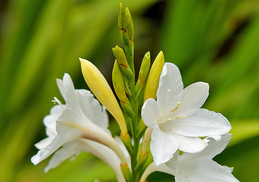 A white Watsonia borbonica flower and light yellow flower buds