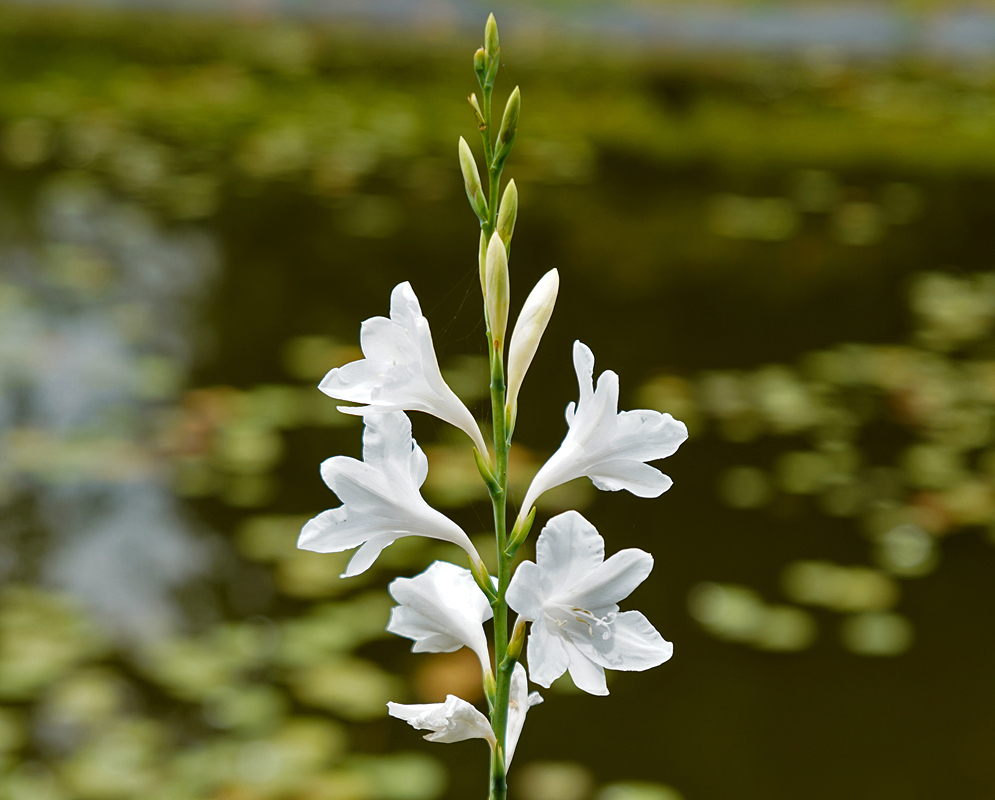 A Watsonia borbonica inflorescence with white flowers