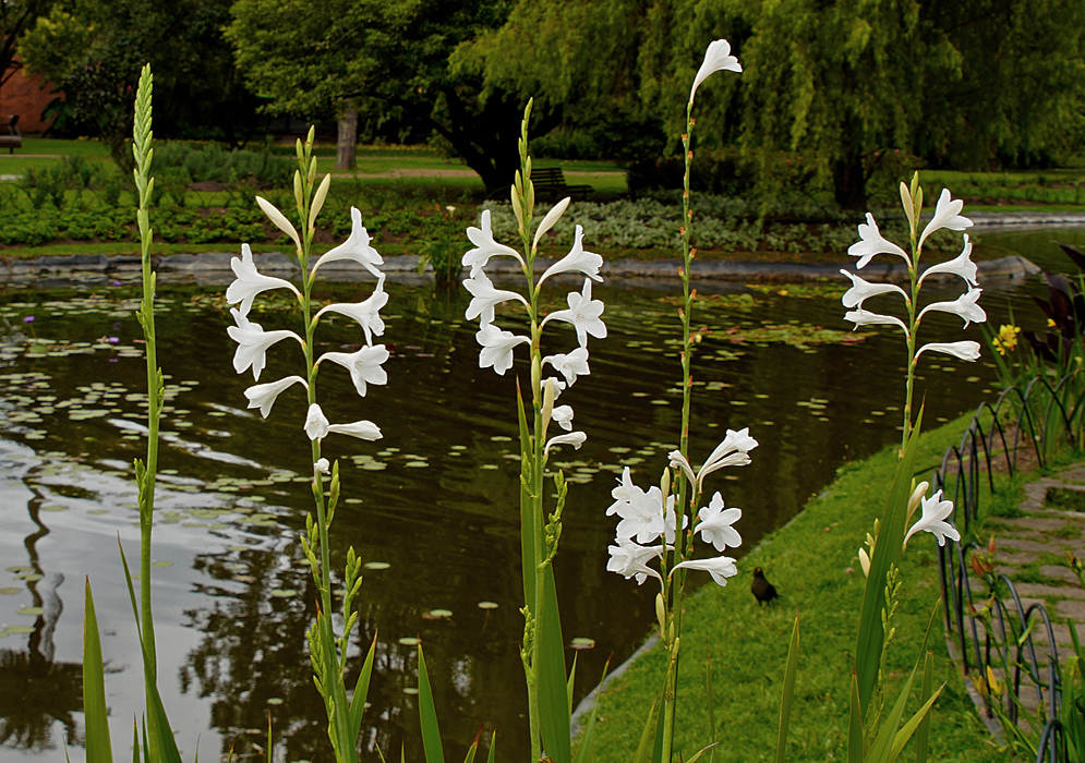 Watsonia borbonica inflorescences with white flowers and green flower buds in front of a dark pond