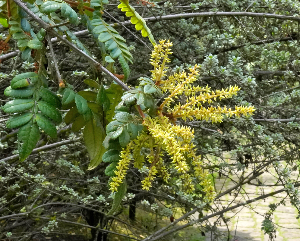 Long yellow flower spikes of Weinmannia pubescens emerging from a branch with glossy compound leaves, set against a background of dense mountain shrub vegetation