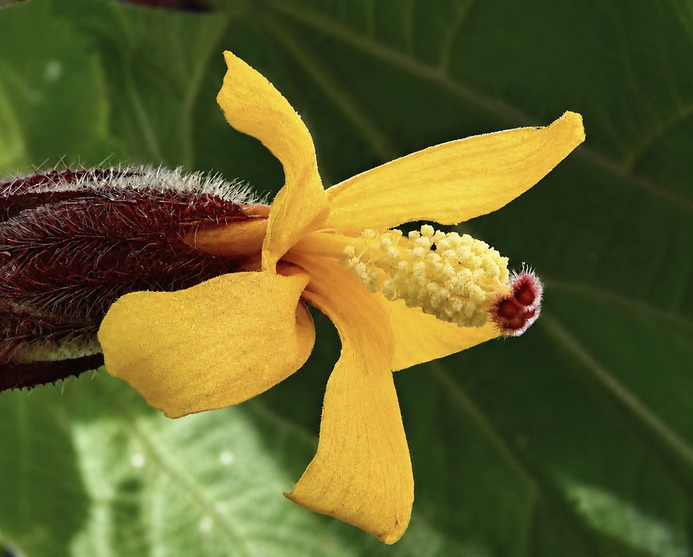 Wercklea ferox flower with orange coloration