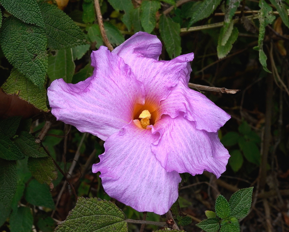 Wercklea insignis large lavender-pink funnel flower with a pale throat among broad leaves