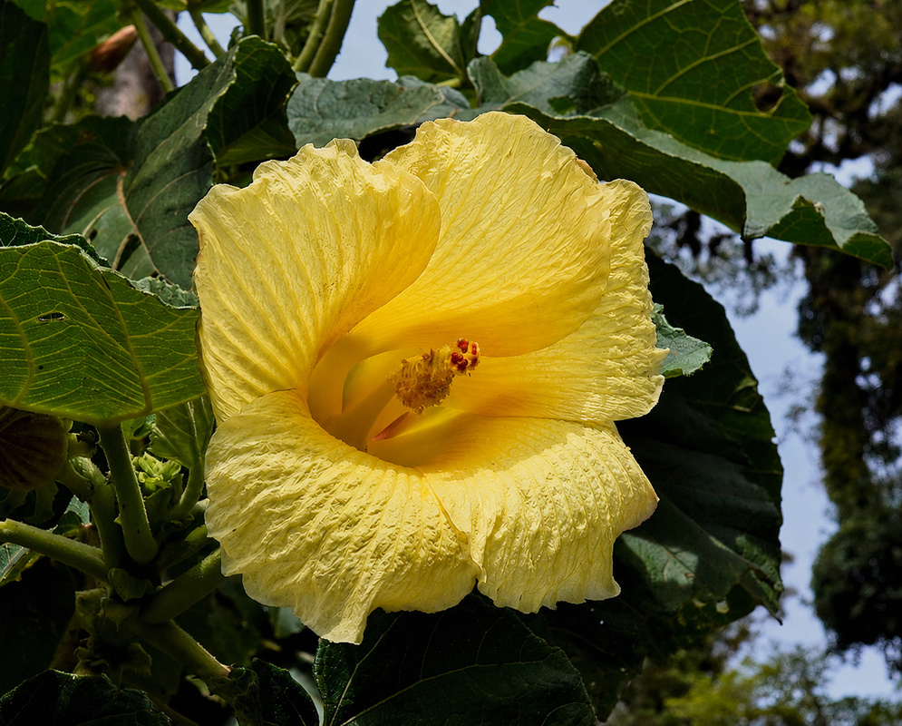 Wercklea woodsonii broad yellow funnel flower with crinkled petals and a golden throat
