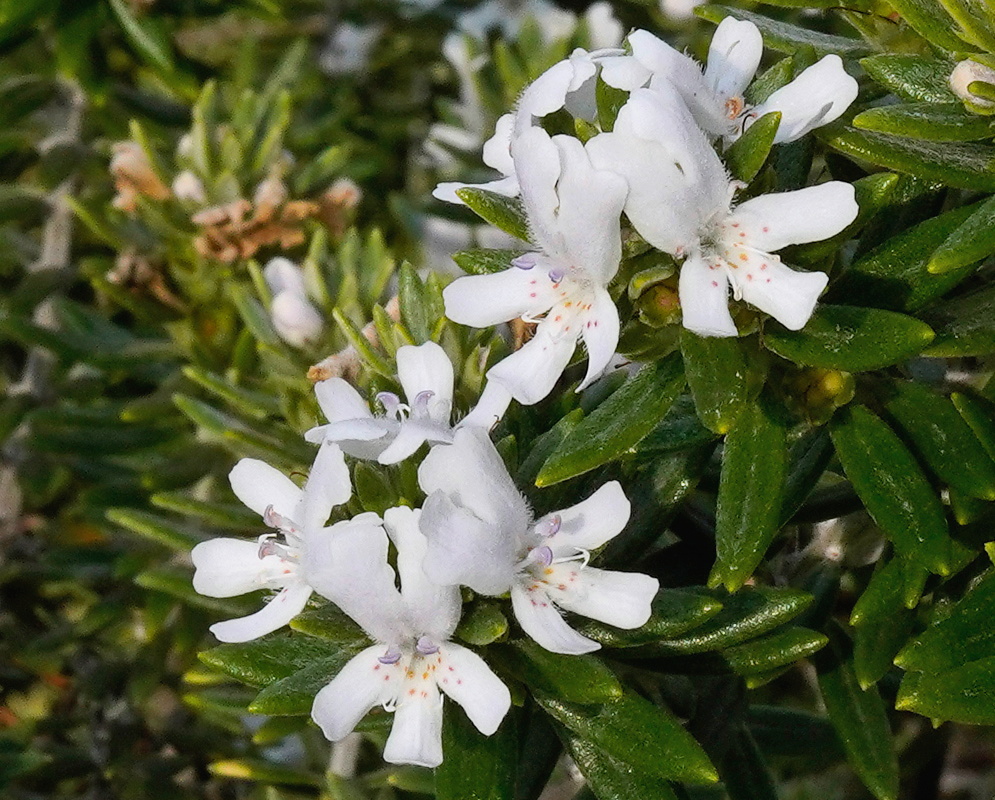 Westringia fruticosa white two-lipped flowers with faint throat markings among narrow leaves