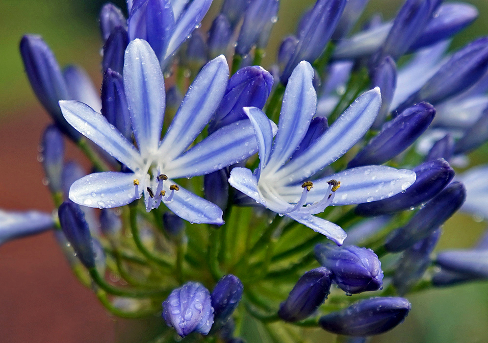 Two Agapanthus praecox blue flowers with white centers covered in raindrops