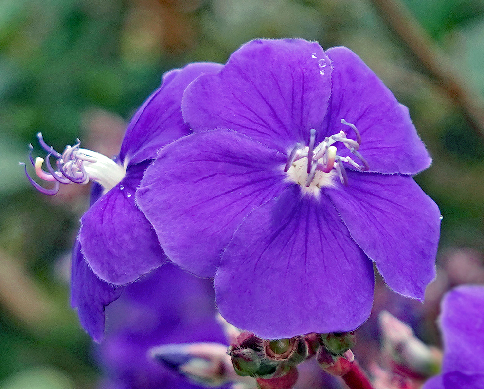 Purple Pleroma heteromallum flower with a white center