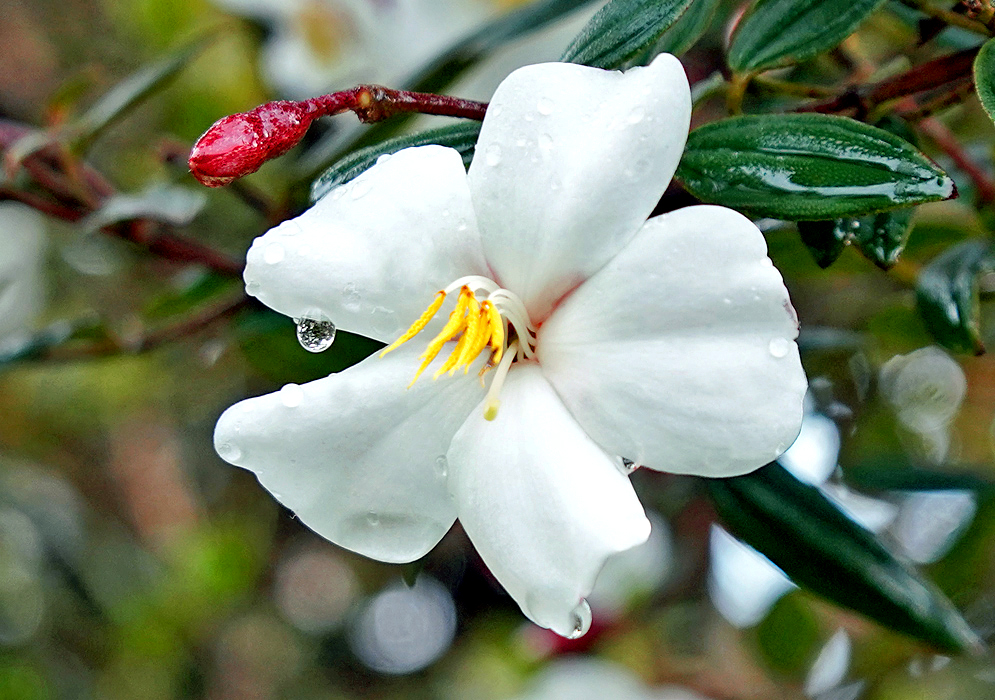 A white Andesanthus lepidotus Alba flower covered in raindrops