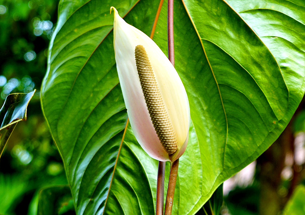 A white Anthurium nymphaeifolium spathe with hints of pink in front of a large green leaf