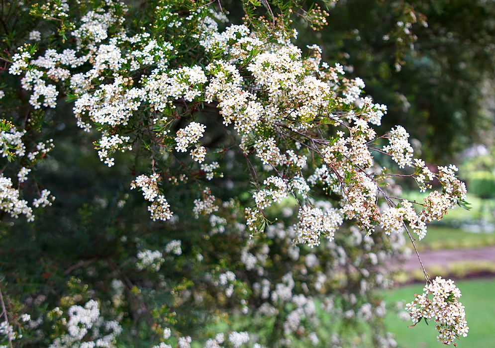 A Baeckea frutescens tree branch full of white flowers