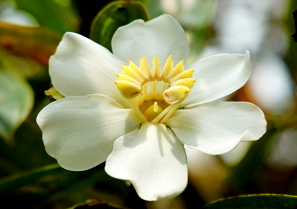 A white Blakea granatensis flower with cream yellow stamens