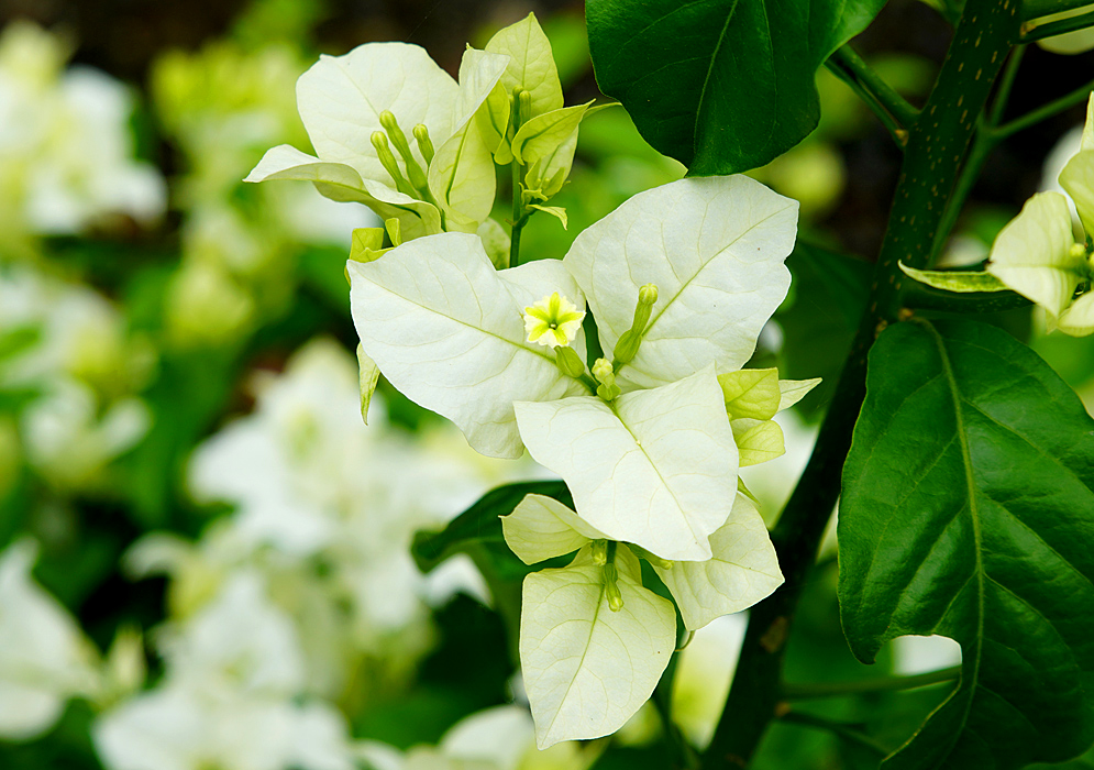 White Bougainvillea flower surrounded by white bracts