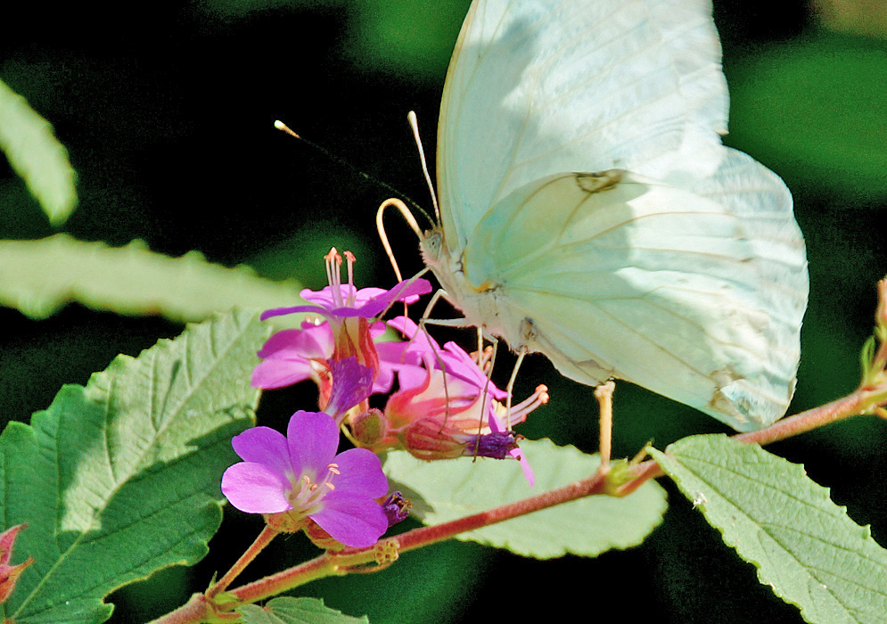A white butterfly sipping from a Melochia tomentosa flower