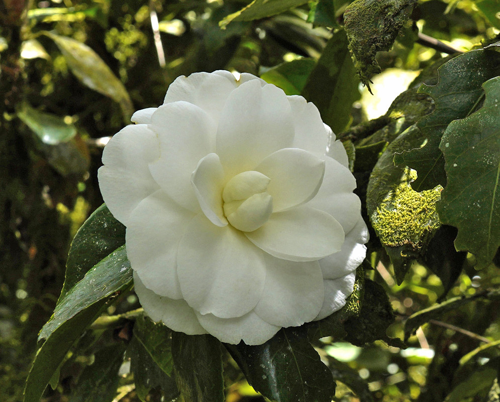 White Camellia japonica in shade