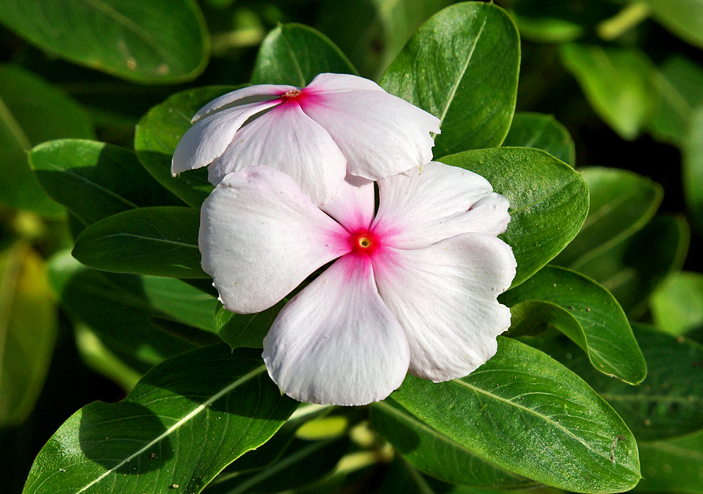 Two white Catharanthus roseus flowers with pink centers in sunlight above green leaves