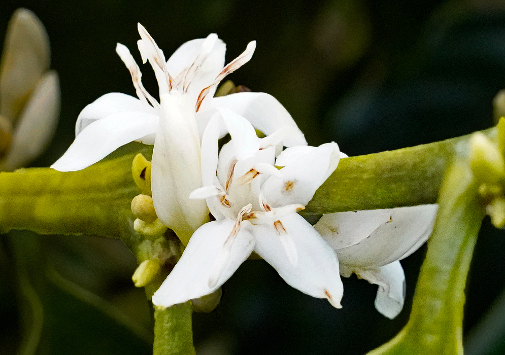 Two white Coffea arabica flowers with brown stamens