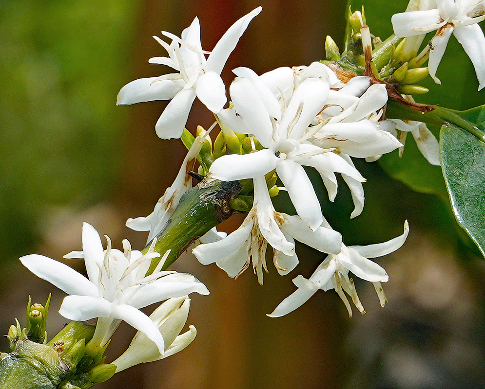 Flowering Coffea arabica branch