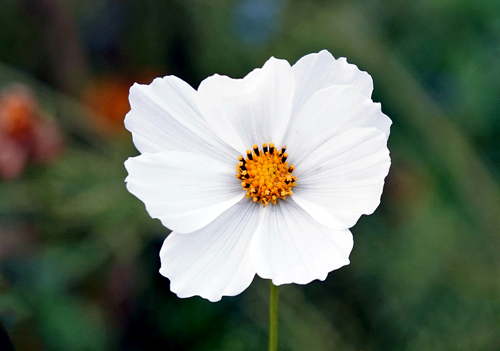 A white Cosmos bipinnatus flower with a yellow disk