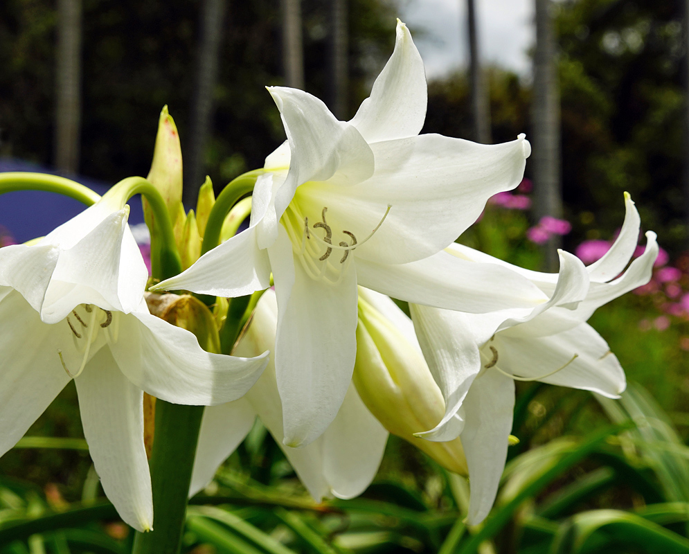 A white Crinum powellii flower with a green-yellow throat and dark anthers