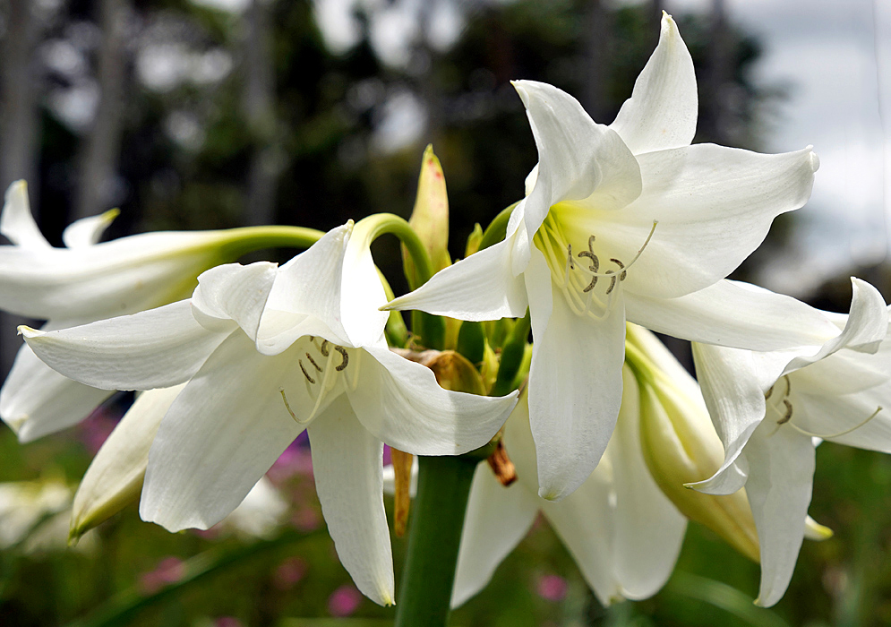 A white Crinum powellii flowers with a green-yellow throats