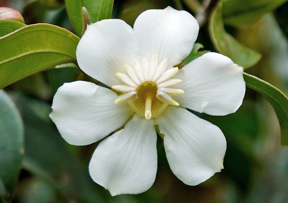 A Blakea granatensis white flower 