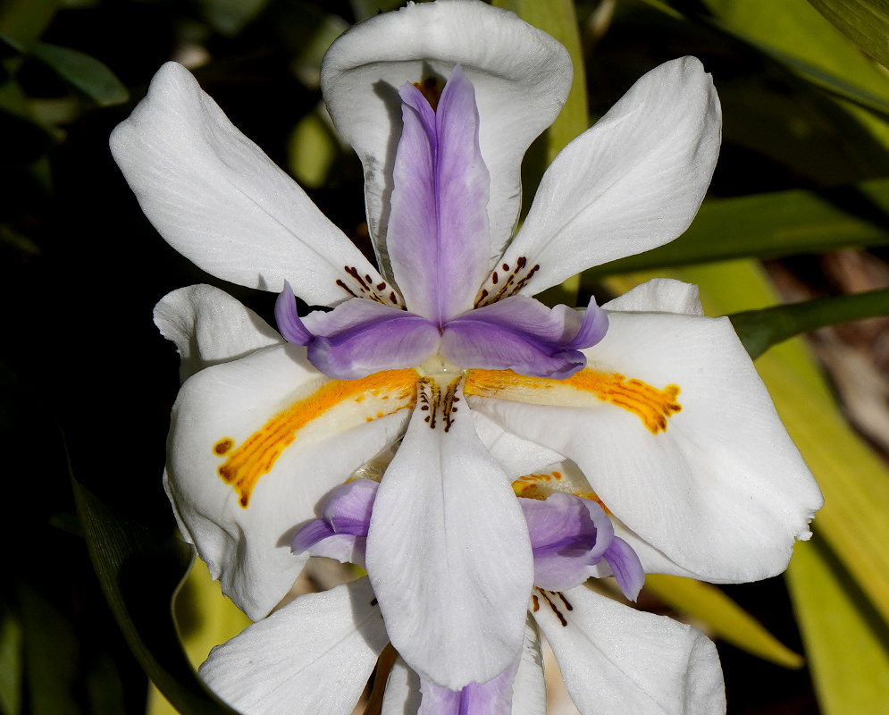Dietes grandiflora Flower Close-up of Dietes grandiflora flower with white petals, yellow-orange markings, and purple inner segments, surrounded by green foliage
