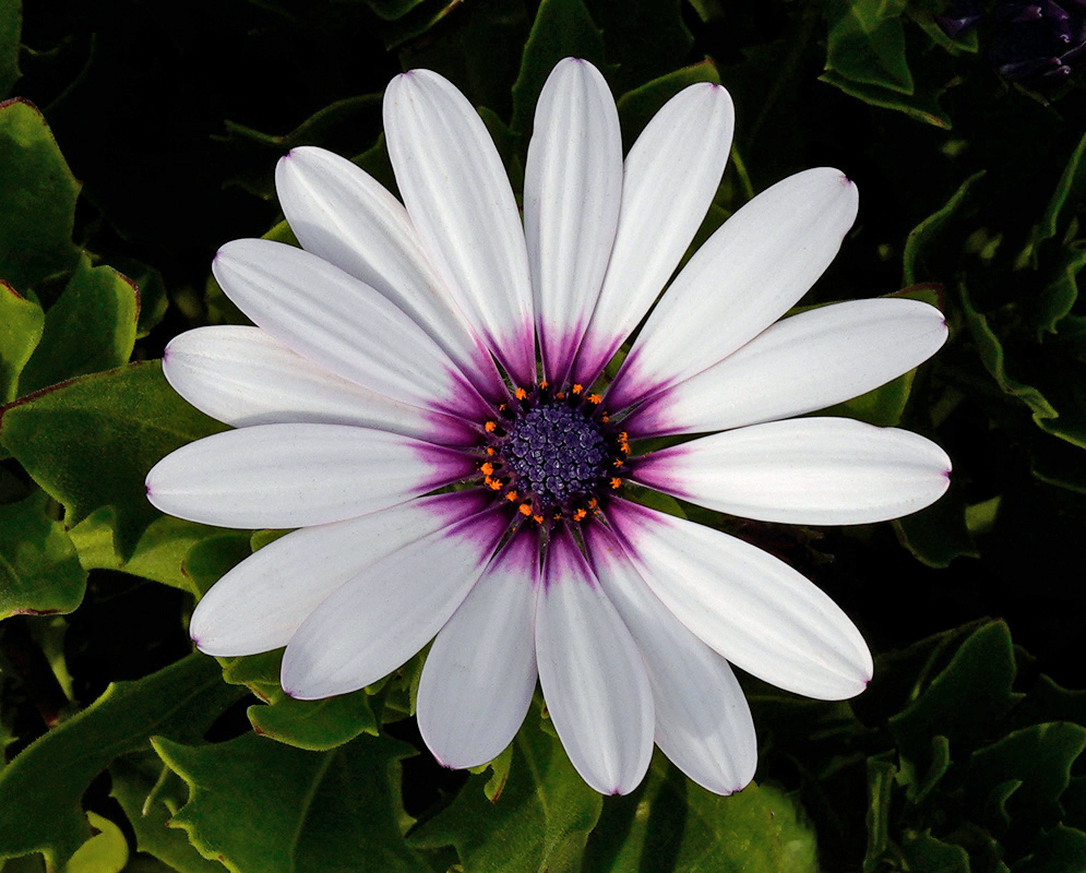White Dimorphotheca ecklonis in Bloom A white Dimorphotheca ecklonis flower with delicate purple shading near the center and a vivid dark purple disk surrounded by yellow-tipped anthers, set against green foliage